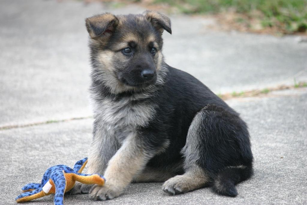 When does a German Shepherd puppies ears stand up ...