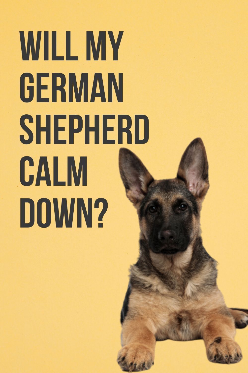 When German Shepherds Calm Down in 2020
