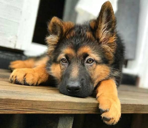Where can I buy a good German Shepherd Puppy in Bangalore and what will ...