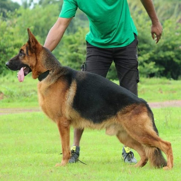 Where can I buy a good German Shepherd Puppy in Bangalore ...
