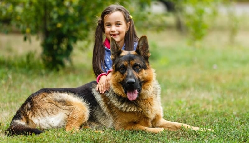 Which Breeds Make A Great Family Dog?