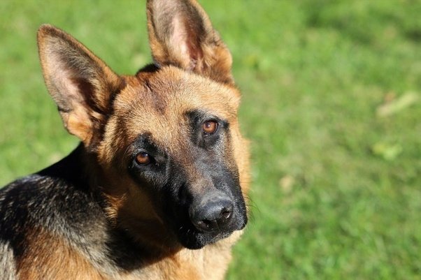 Which Royal Canin food can I feed to my German shepherd ...
