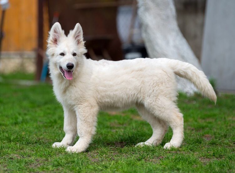 White German Shepherd: A Complete Guide To Fluffy White ...