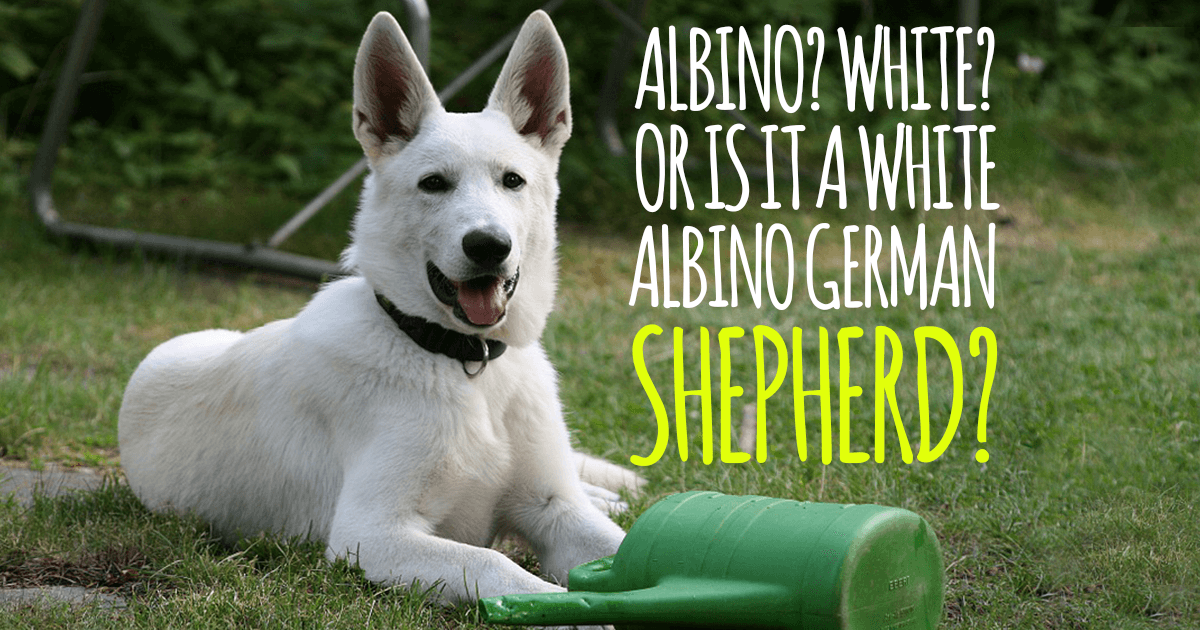 White German Shepherd  Everything You Need To Know ...