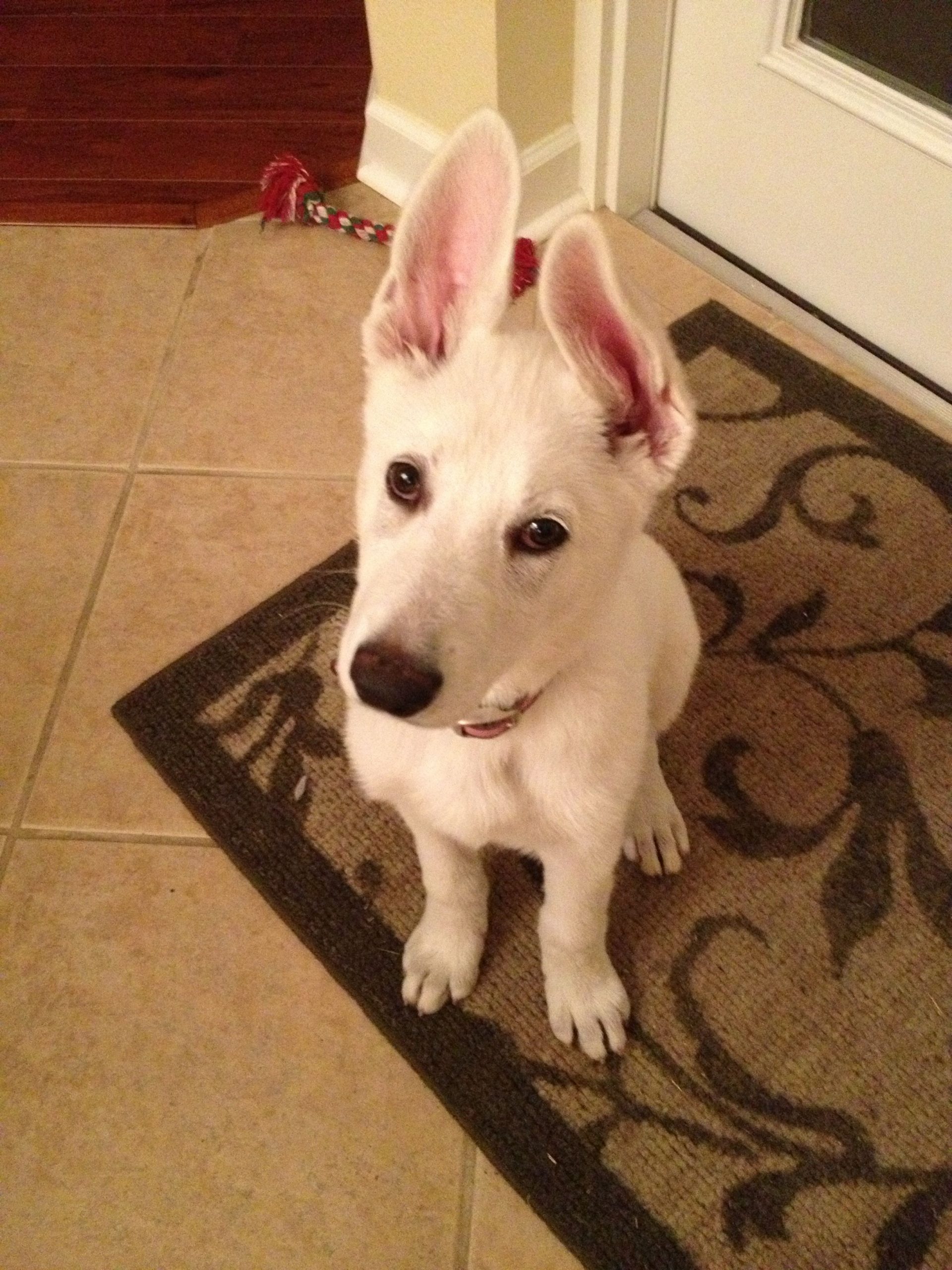 White german shepherd! Get into my house right meow ...