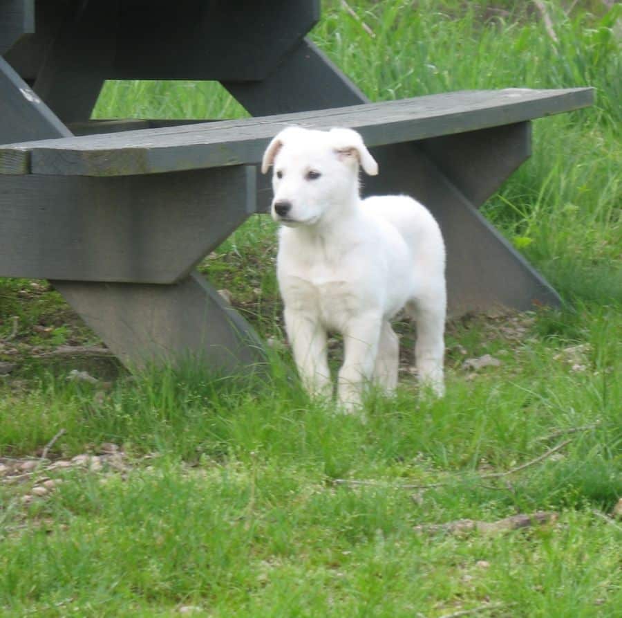 White German Shepherd Puppies Florida