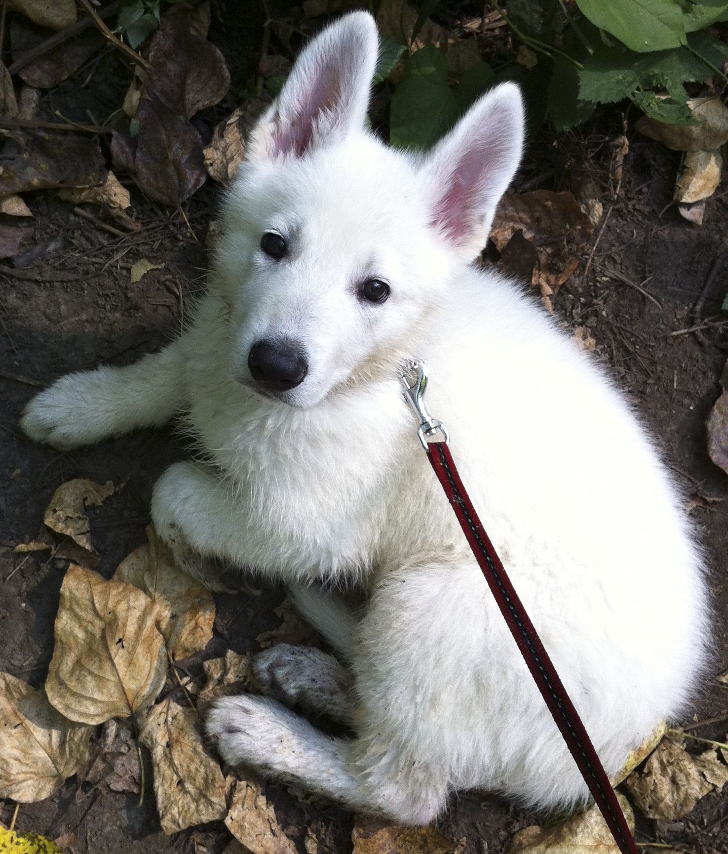 White German Shepherd Puppies For Adoption Near Me
