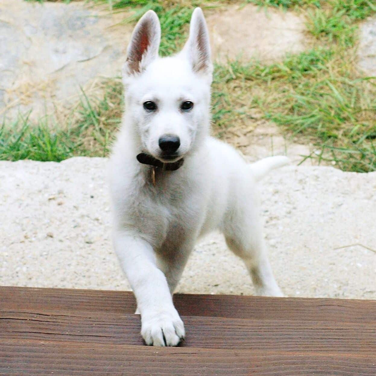 White German Shepherd Puppies For Adoption