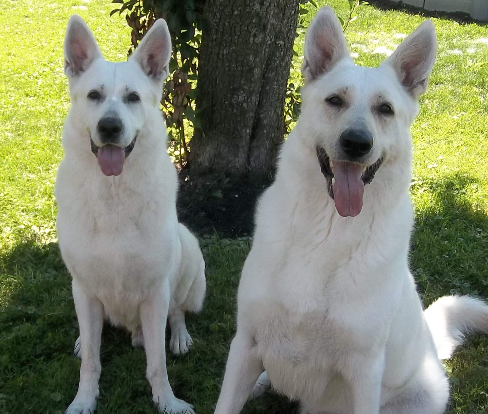 White German Shepherd Puppies For Sale Colorado