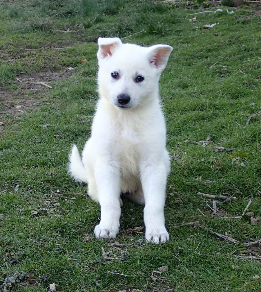 White German Shepherd Puppies For Sale In Ohio : White German Shepherd ...