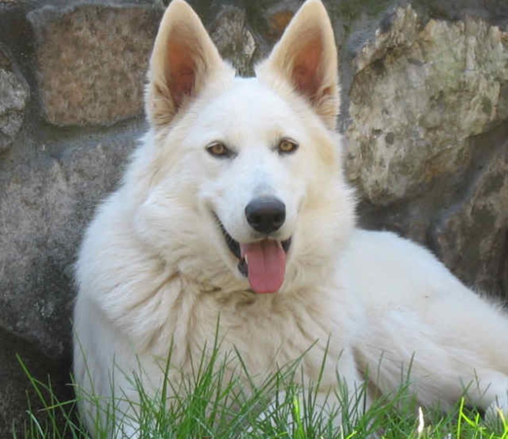 White German Shepherd Puppies For Sale In Ohio