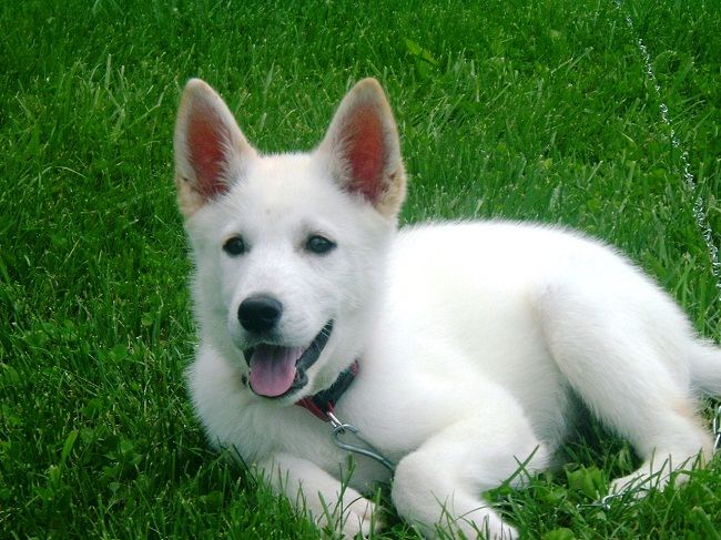 white german shepherd puppies for sale in pa