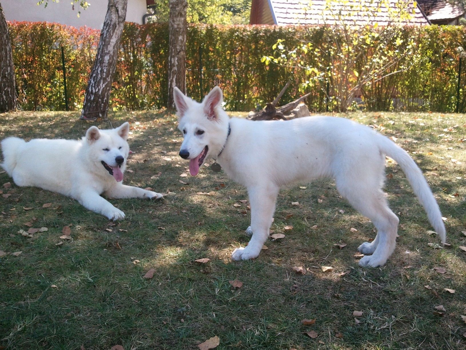 White German Shepherd Puppies For Sale In Pa