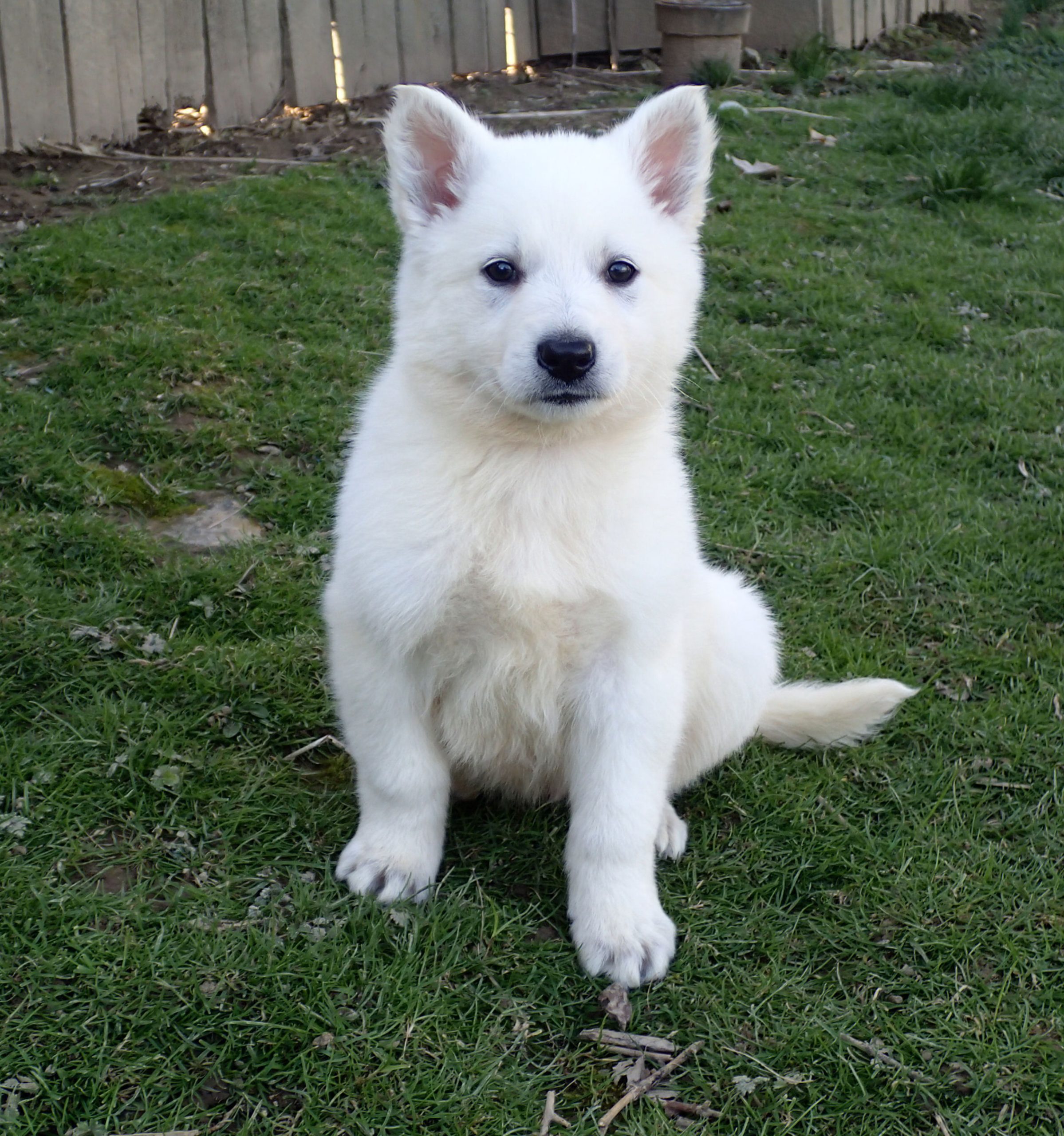 White German Shepherd Puppies For Sale Nz