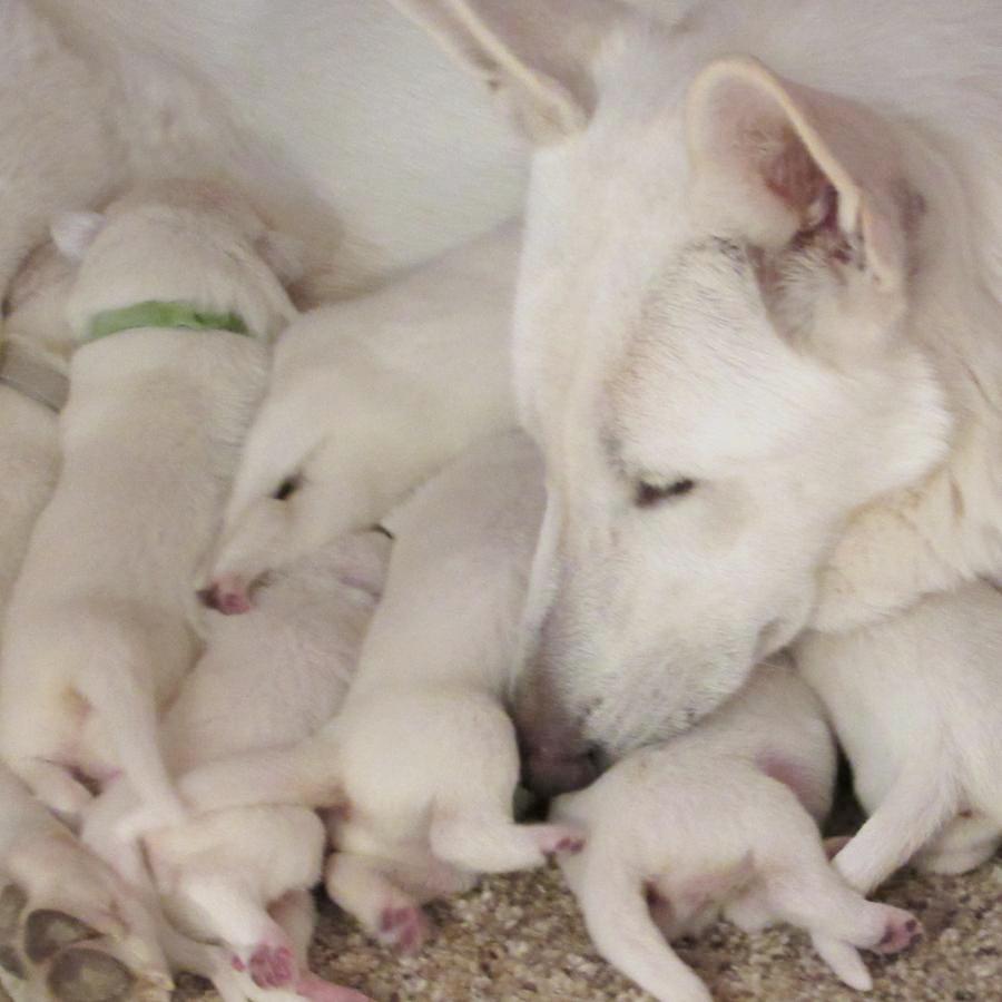 White German Shepherd Puppies Missouri : White: German Shepherd puppy ...