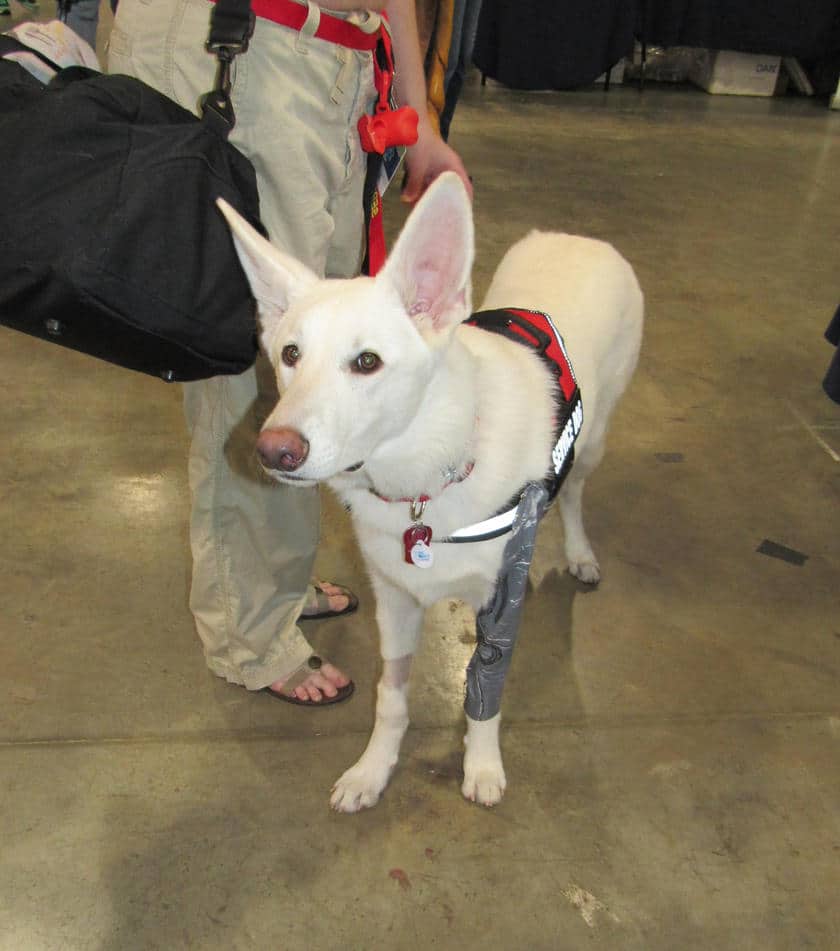 White German Shepherd service dog by jpop52 on DeviantArt