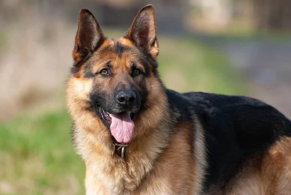 Why Are German Shepherds Good Police Dogs? Let