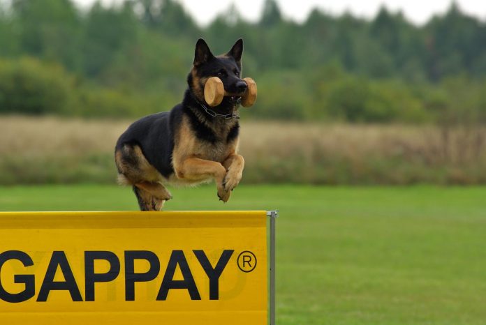 why are german shepherds so smart secrets to their