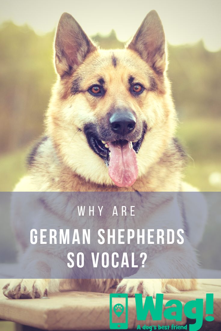 Why Are German Shepherds So Vocal