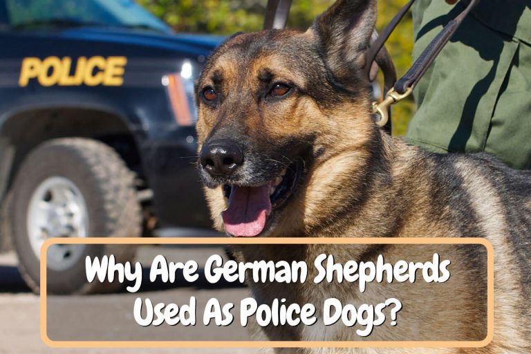 Why Are German Shepherds Used As Police Dogs?
