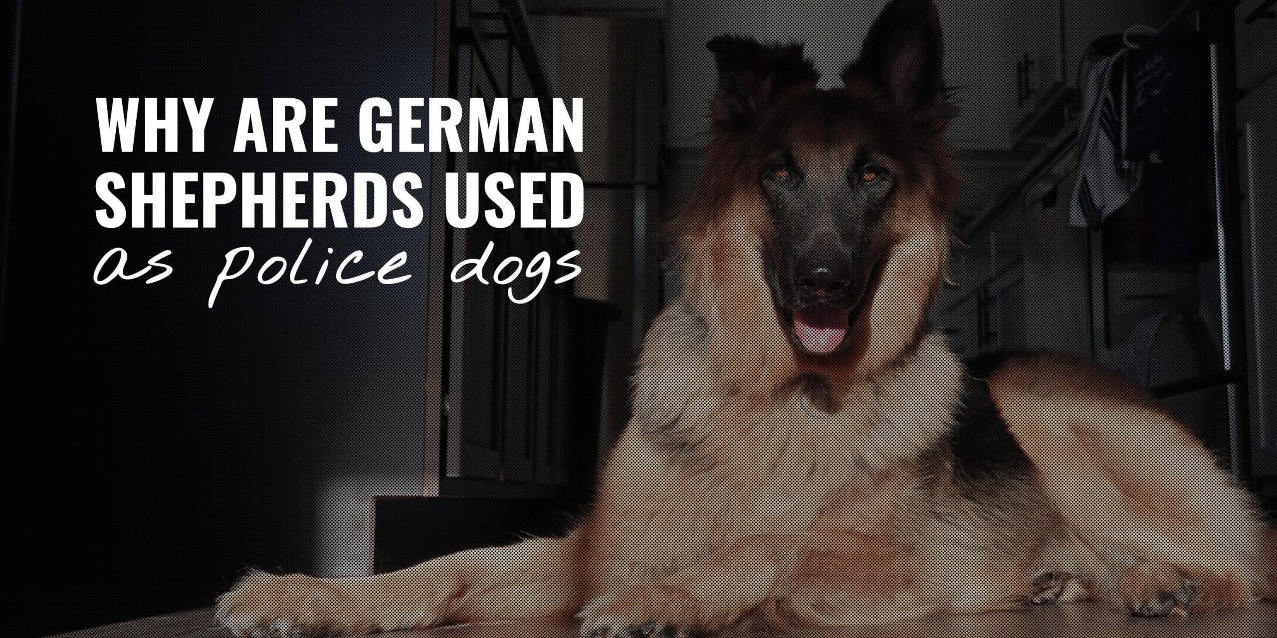 Why Are German Shepherds Used As Police Dogs ...