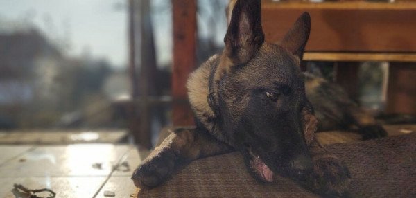 Why Do German Shepherd Puppies Eat Their Poop? Reasons And ...