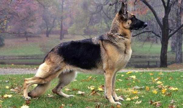 Why do German Shepherds back legs look weird?