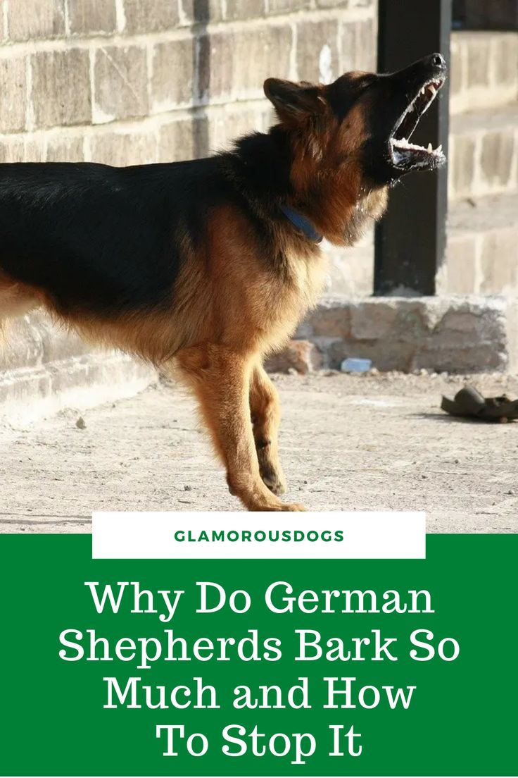 Why Do German Shepherds Bark So Much and How To Stop It ...