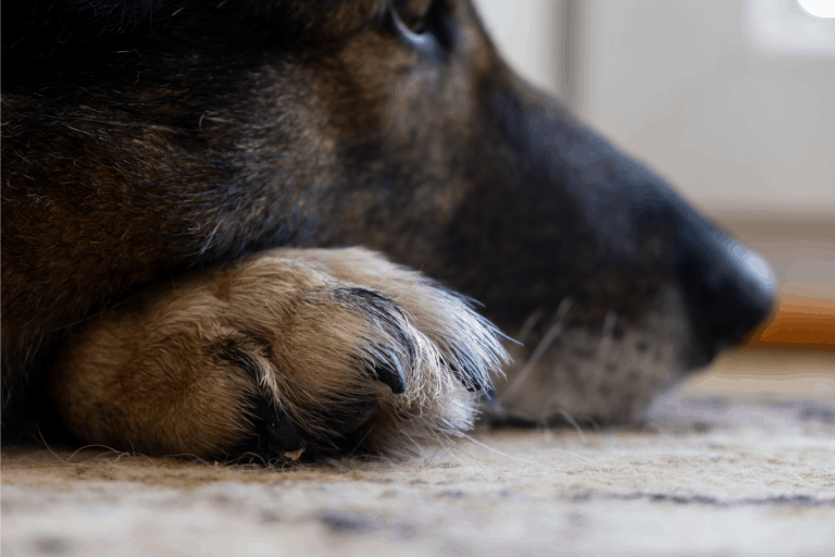 Why Do German Shepherds Bite or Chew Their Nails?  The ...
