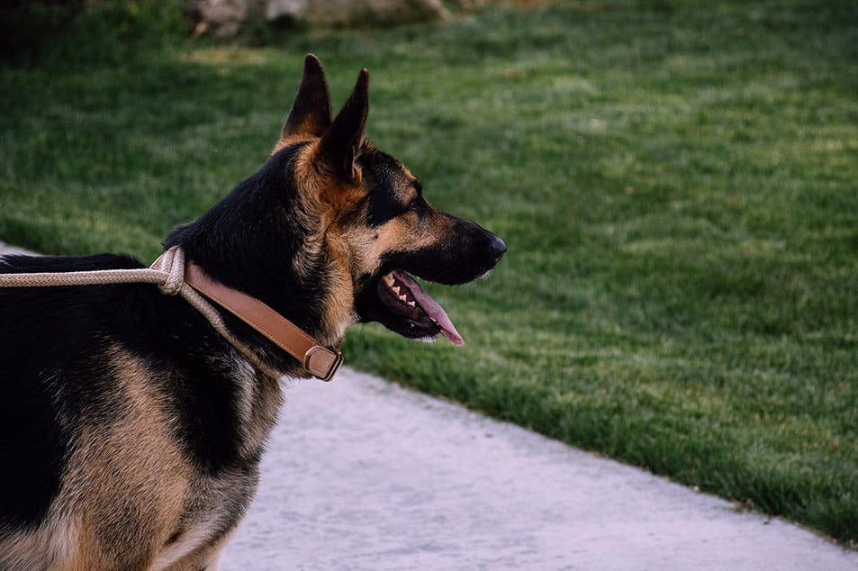 Why Do German Shepherds Cry? [6 causes and solution]
