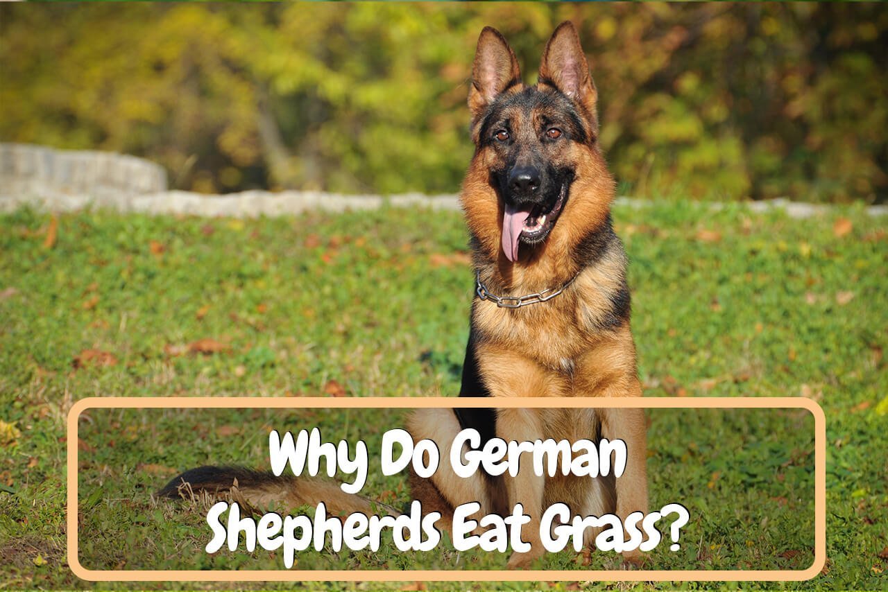 Why Do German Shepherds Eat Grass? 5 Possible Reasons ...