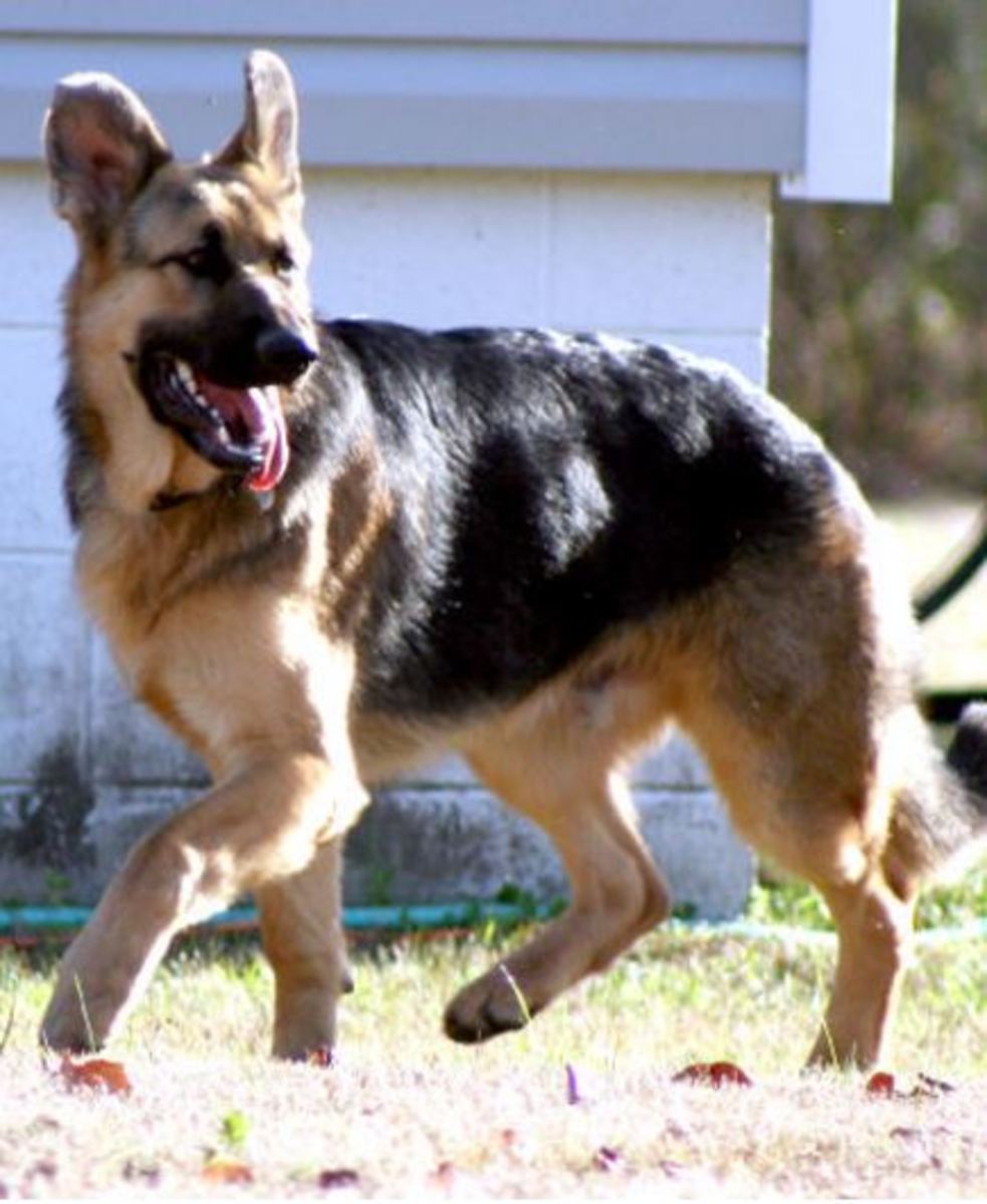 Why Do German Shepherds Have a Sloping Back?