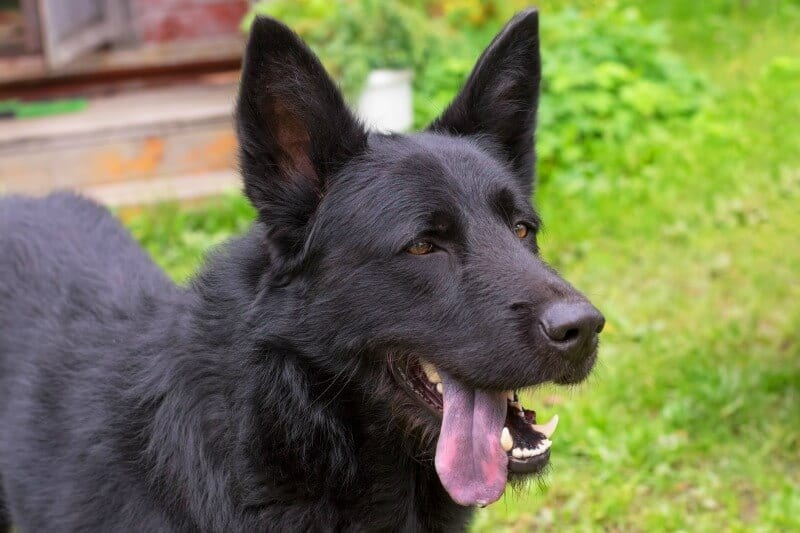 Why Do German Shepherds Have Black Spots on their Tongue ...