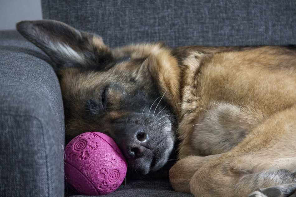 Why do German Shepherds Have Moles: Everything You Need to ...