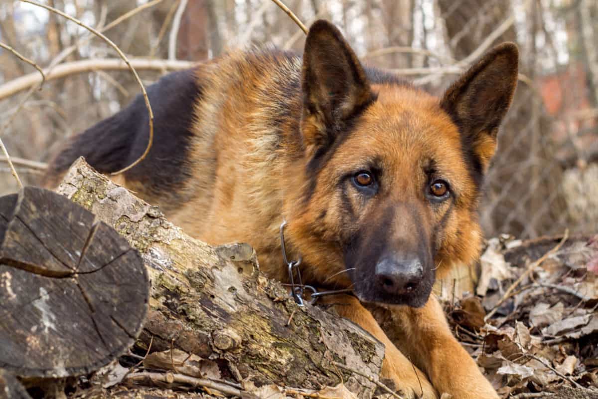 Why Do German Shepherds Look Like Wolves? This Is Why ...