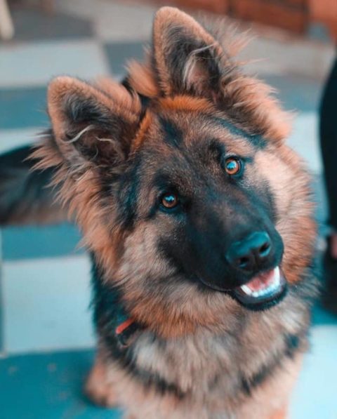Why Do German Shepherds Smell Bad?