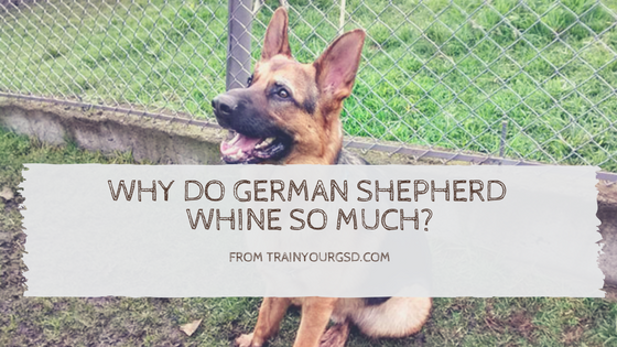 Why Do German Shepherds Whine So Much