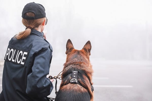 Why Do Police Use German Shepherds?