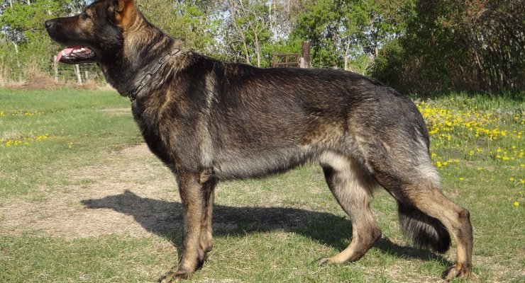 Why Do the Back Legs of a German Shepherd Look Bent?