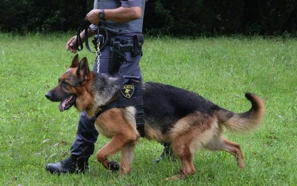 Why do they use German Shepherds as police dogs?