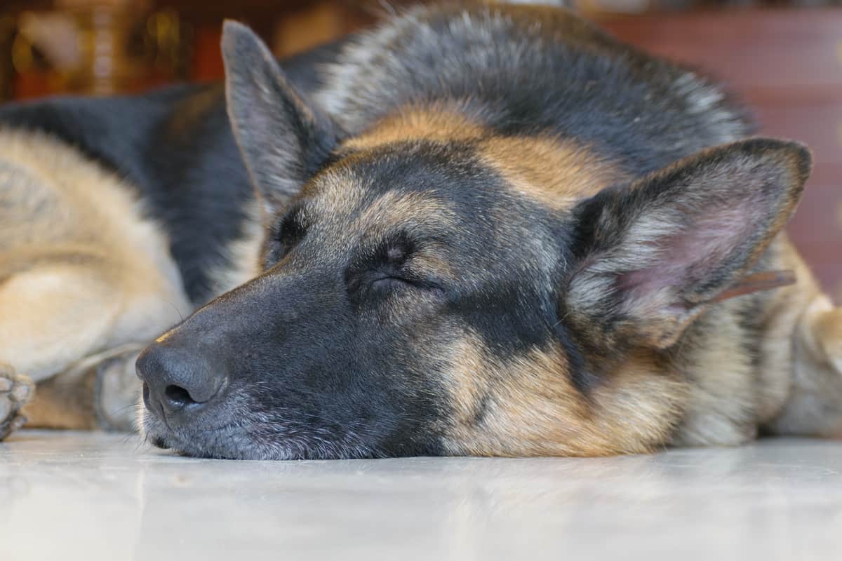 Why Does German Shepherd Breathe Heavily While Sleeping?