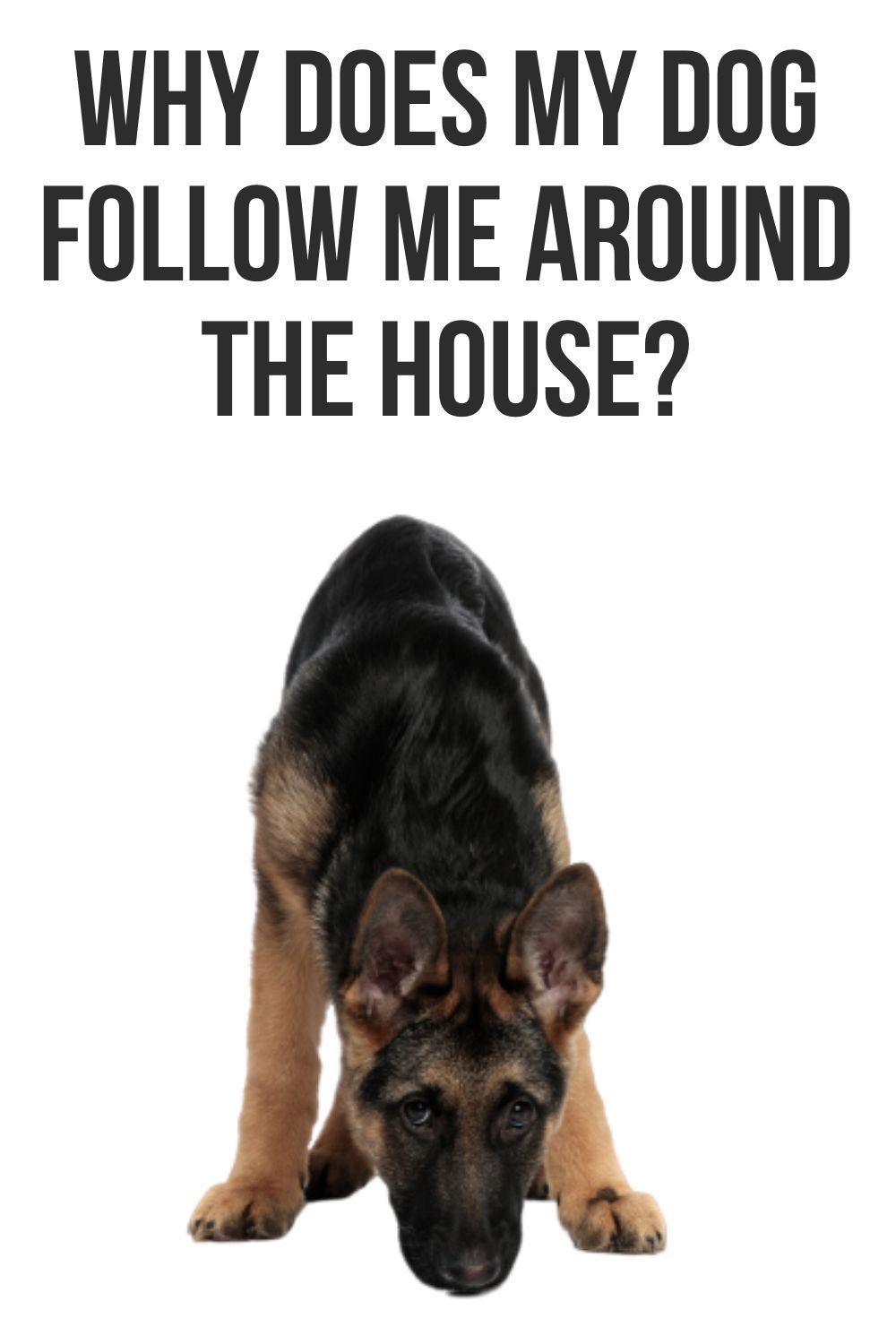Why does my dog follow me around the house?