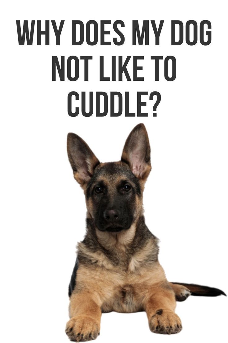 Why does my dog not like to cuddle? in 2020