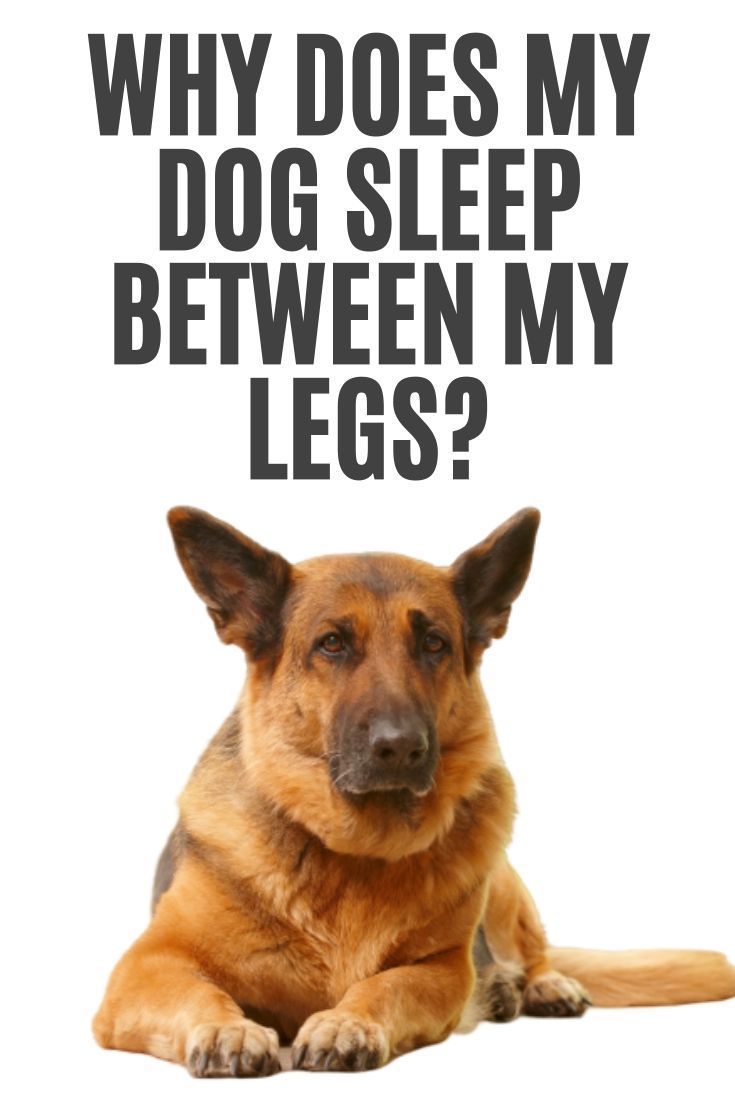 Why does my dog sleep between my legs?