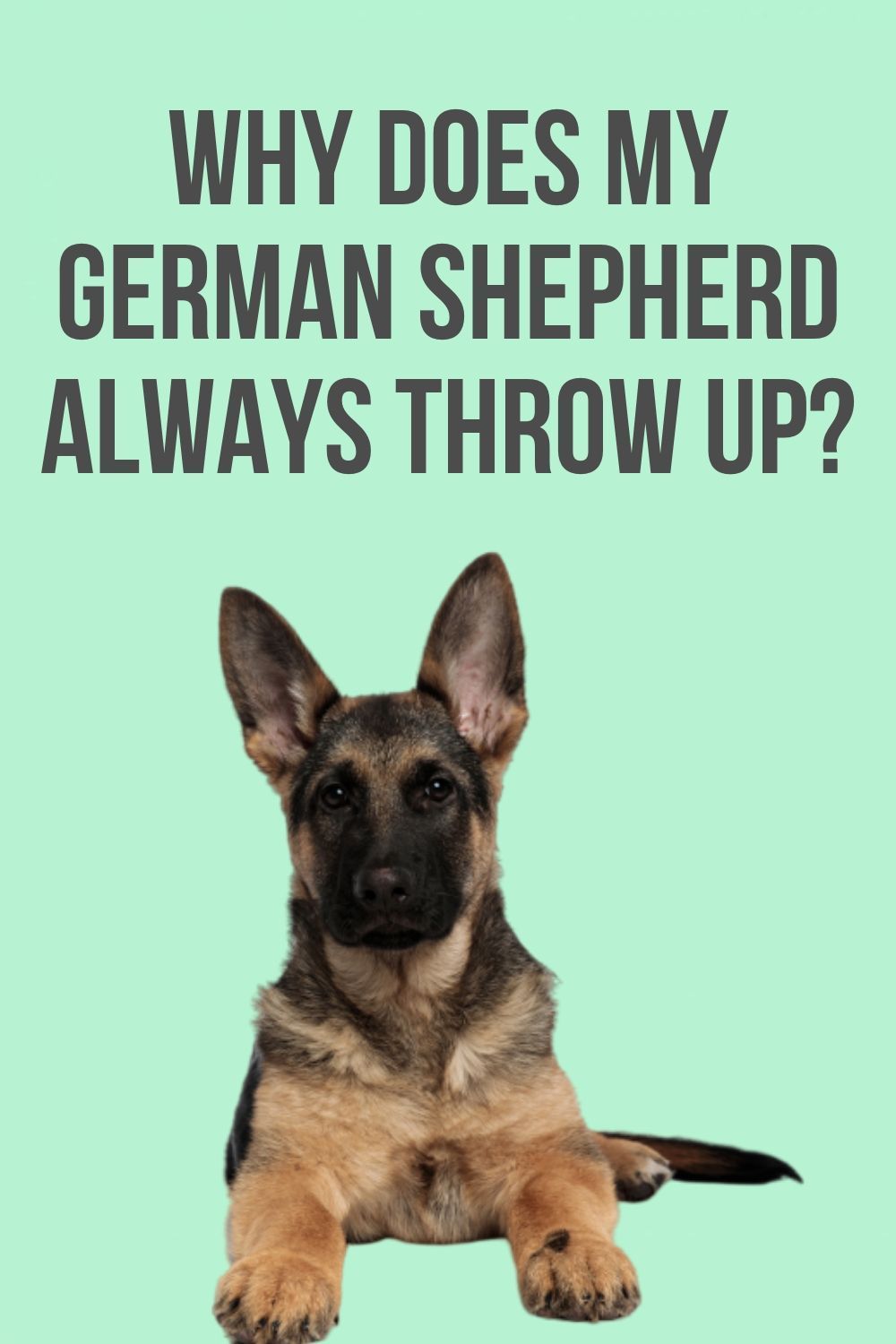 Why does my German Shepherd always throw up?