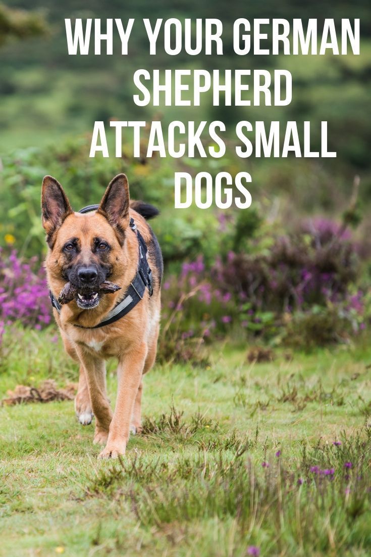 Why does my German Shepherd attack small dogs?