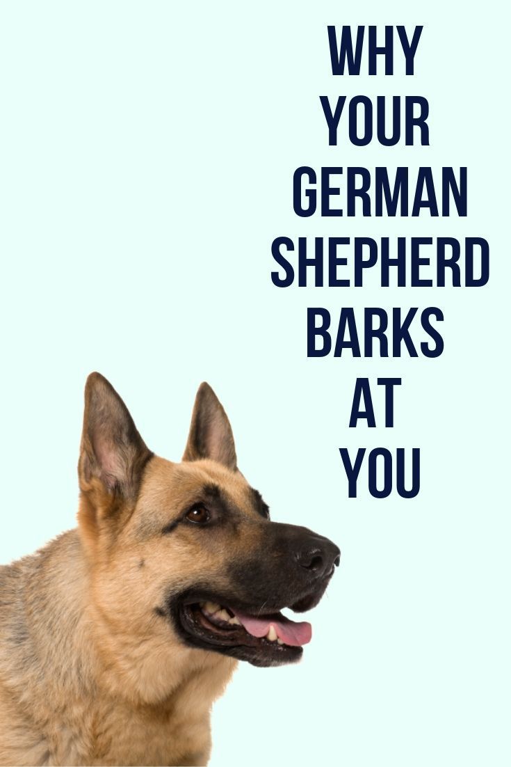 Why does my German Shepherd bark at me?