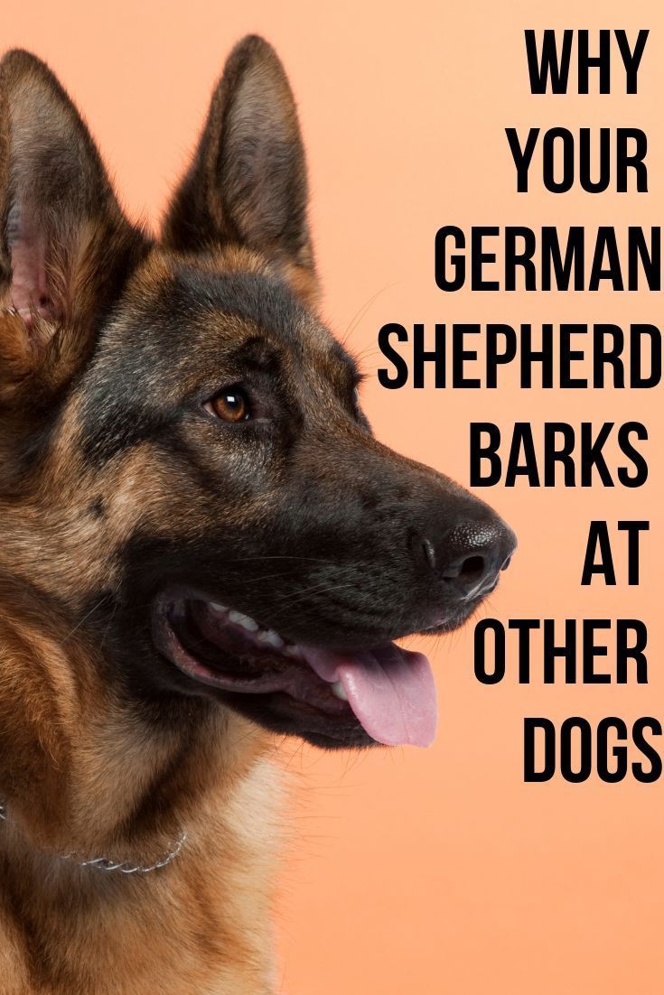 Why does my German Shepherd bark at other dogs?