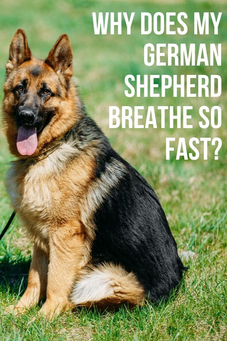 Why does my German Shepherd breath so fast?