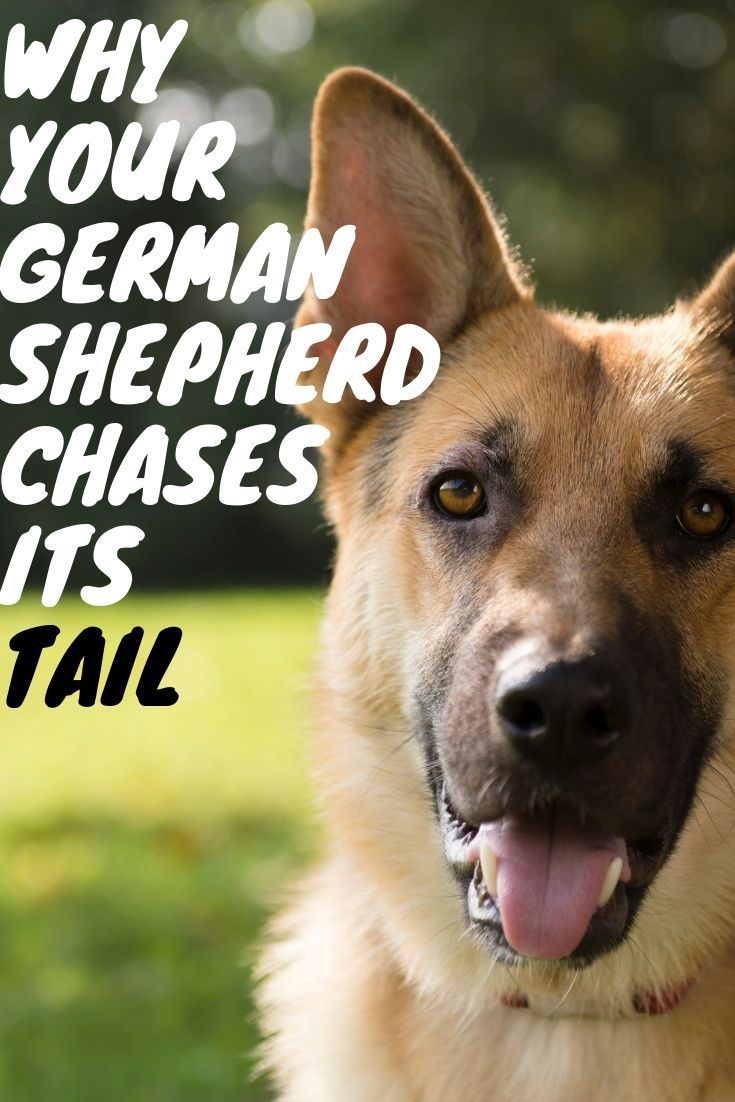 Why does my German Shepherd chase its tail?